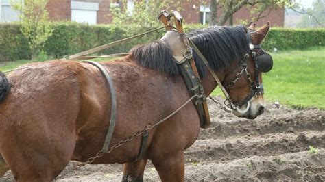 Belgian Draft Horses: plowing on ridges requires workmanship - YouTube