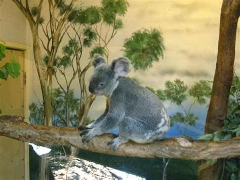 San Diego Zoo | Koala although this one was awake. | Mark and Lily | Flickr