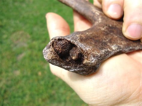 Pathological Deer Antler | Artiodactyl | FOSSILS | Prehistoric Florida