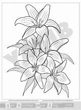 Easter Lily Coloring Page At Tanemilyblog Blog sketch template