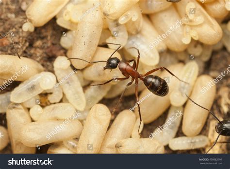 Carpenter Ant Nest Hi-res Stock Photography And Images