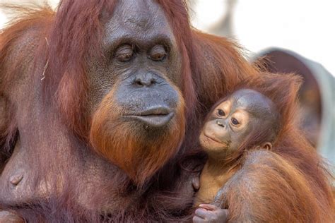 Story of Zookeeper Teaching Orangutan to Nurse Her Baby Is Absolutely ...