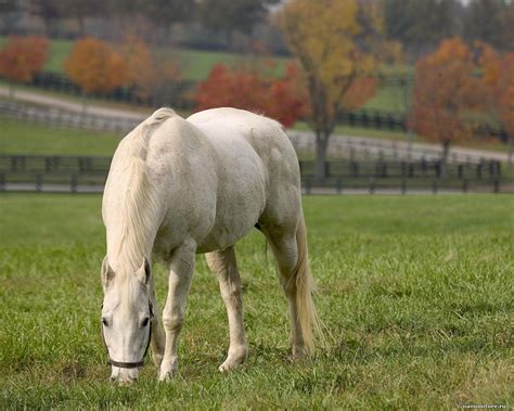 🔥 [50+] Horses in Autumn Desktop Wallpapers | WallpaperSafari