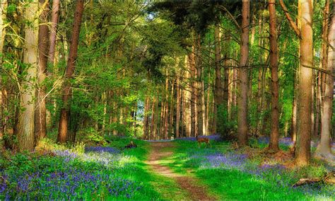 Spring Forest Wallpapers - Wallpaper Cave