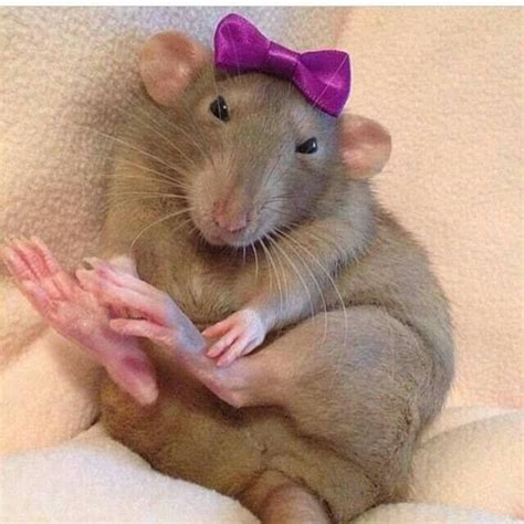 Pin by Butterflyvamp on Hamsters,Rats,Piggies!! | Cute rats, Cute animals, Funny rats