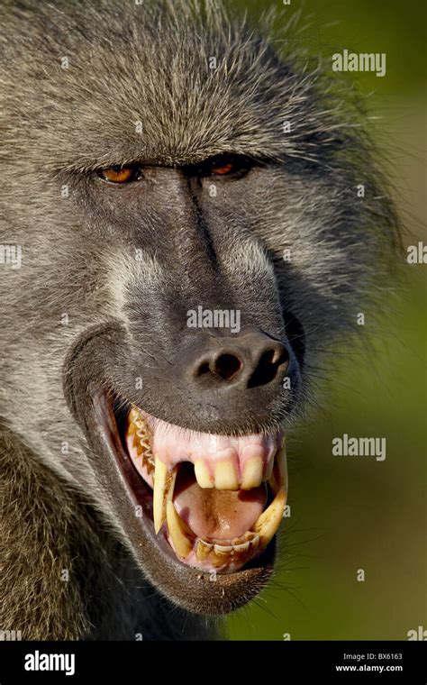 Baboon teeth hi-res stock photography and images - Alamy