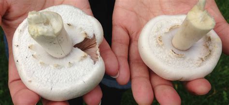 Identifying White Mushrooms