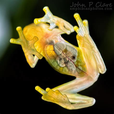 G is for Glass Frog Facts : A-Z Collection of Cool Animals