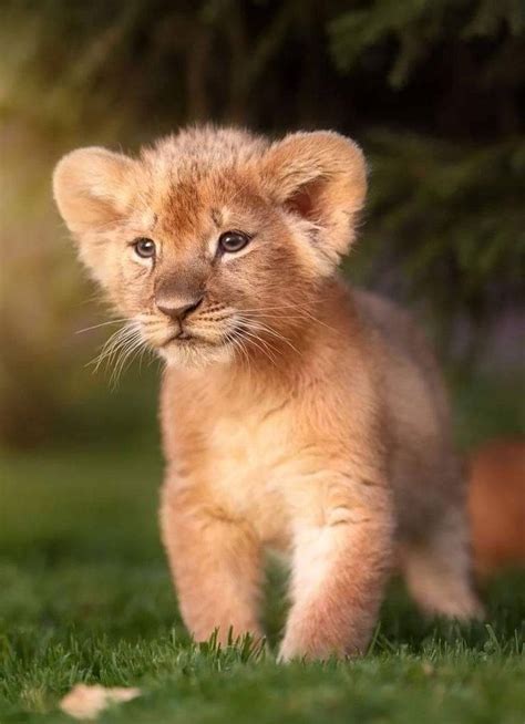 Download Fluffy Baby Lion Wallpaper | Wallpapers.com