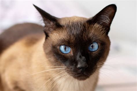 10 Best Cat Breeds With Blue Eyes