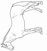 Kids N Funcom  30 coloring Pages Of Horse Breeds sketch template