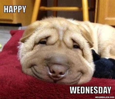 Wednesday Memes - Funny Happy Wednesday Images