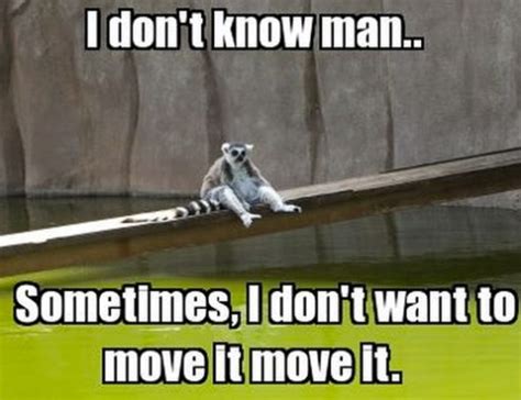 I like to move it move it! | Funlexia - Funny Pictures