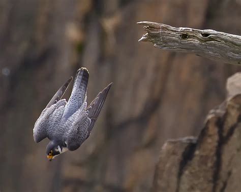 Peregrine Falcon Diving | Smithsonian Photo Contest | Smithsonian Magazine