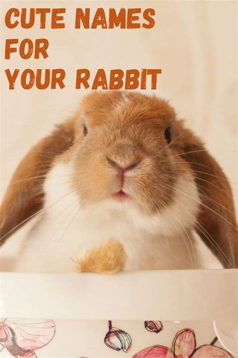 Cute Names For Your Rabbit | Pet bunny rabbits, Rabbit names, Funny dog names