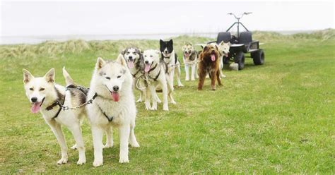 Dog Sledding in Iceland | Dogsledding Tours | Adventures.com