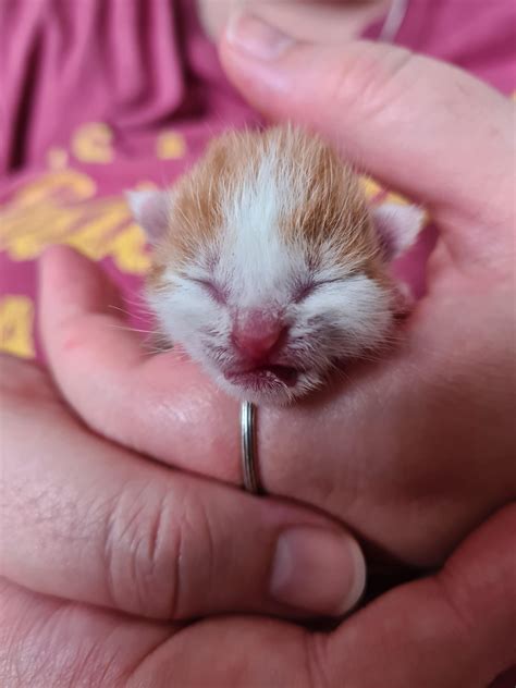 4 day old grizzle-guts bottle fed foster baby. : r/HandfulOfKitten