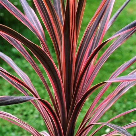 Cordyline Southern Splendour | Grass Shrub for Sale | Free UK Delivery ...