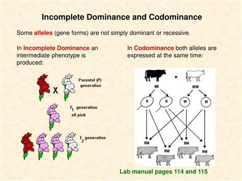 PPT - GENE INTERACTIONS PowerPoint Presentation, free download - ID:3095832