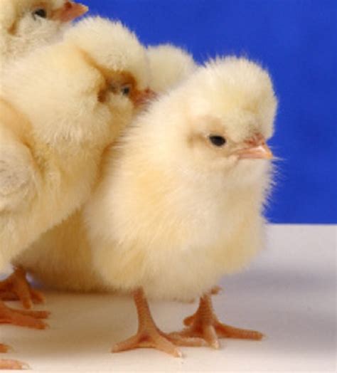 Buff Laced Polish Chicken - Chicks for Sale | Cackle Hatchery