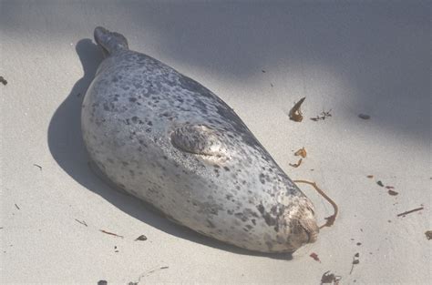 Blue Ocean Whale Watch Sightings Blog: Pregnant Harbor Seal in Point Lobos