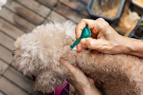 How Long Does Dog Flea Treatment Last