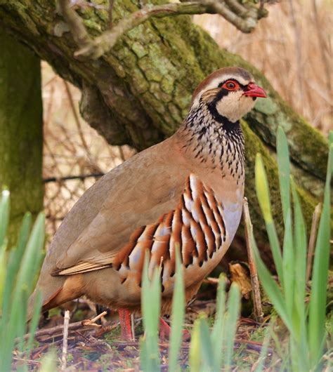 Red Legged Partridge | Hiding in amongst the daffodils. | charlie.syme ...