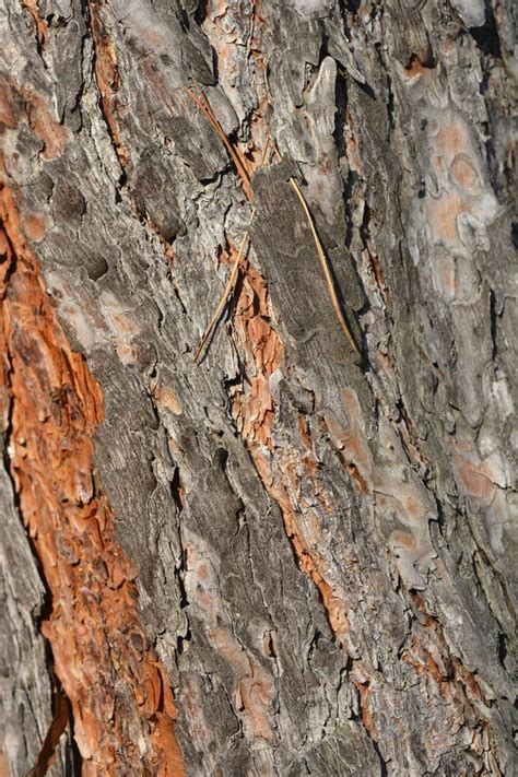 Scots pine bark stock photo. Image of pine, wood, norway - 239911762