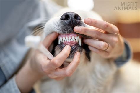 Black Spots On Dog's Teeth: Is It Normal Or Dangerous?