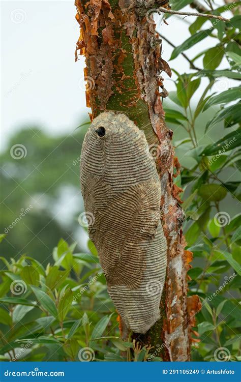 Warrior Wasp Nest- Synoeca Sp, Synoeca. Sabanas, Costa Rica Wildlife Stock Image - Image of ...