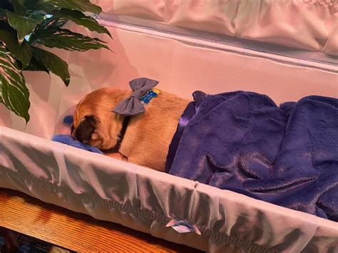 Photos show the extravagant open-casket funeral for a pet pug much beloved by a pastor from ...