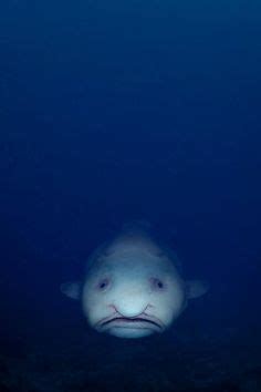 100 Best The BlobFish: Nobody likes me ideas | blobfish, fish, nobody likes me