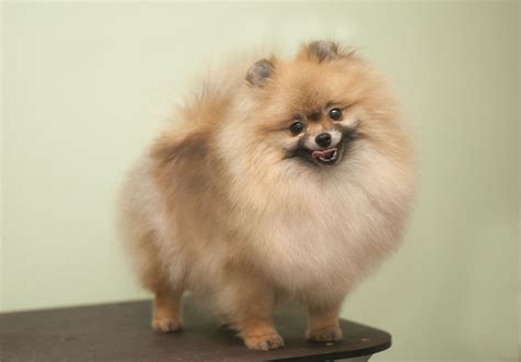 Pomeranian spitz