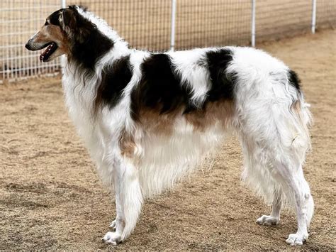 These 15 Borzoi Colors Are The Next In Fashion