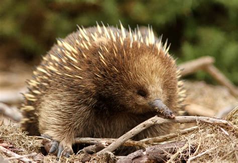 No Kidding, an Echidna - - The Adirondack Almanack