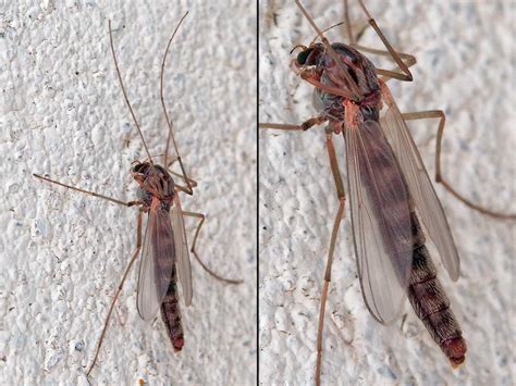 Diptera.info - Discussion Forum: Chironomidae