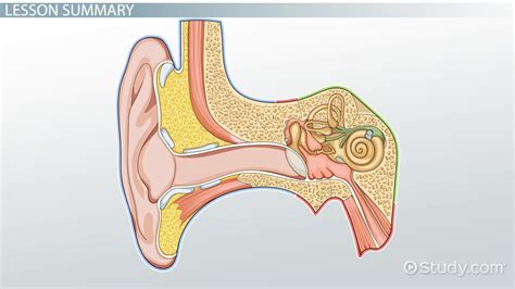 Cochlea | Definition, Function & Location - Lesson | Study.com