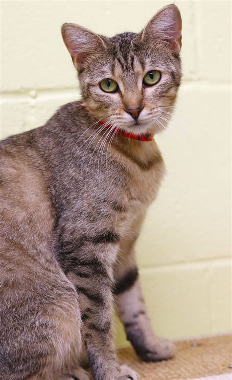 Pets for Adoption at Caddo Parish Animal Services, in Shreveport, LA ...