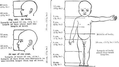 Proportions of a Healthy Child's Body at Birth and Birth and One Year Body Proportion Drawing ...