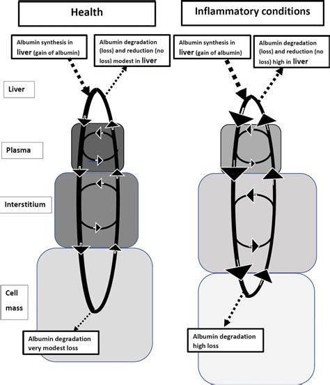 Hypoalbuminemia: Pathogenesis and Clinical Significance - Soeters - 2019 - Journal of Parenteral ...