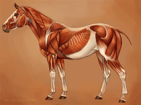 Top 137 + Animal anatomy sketches - Lifewithvernonhoward.com