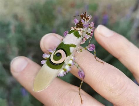 The Spiny Flower Mantis (Pseudocreobotra wahlbergi)