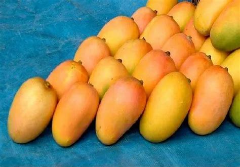 Yellow Kesar Mango, Packaging Size: 10 Kg at Rs 90/kg in Indore | ID: 25394925830