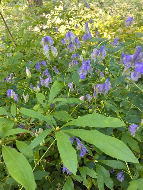 Photo #64239 | Aconitum uncinatum | plant lust