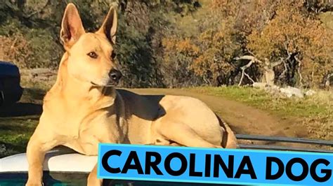 Carolina Dog - American Dingo - TOP 10 Interesting Facts - YouTube