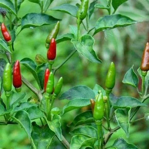 Bird Eye Chili Tabasco Pepper at Rs 250/kilogram | Fresh Red Chilli in Kochi | ID: 22438404333