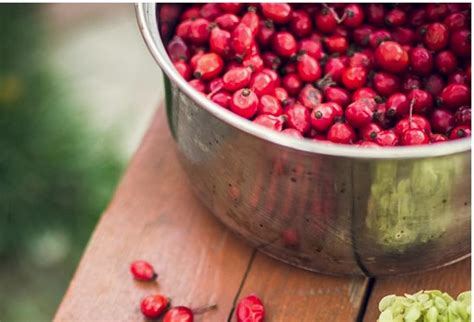 NJ's Cranberry Harvest Season is Underway