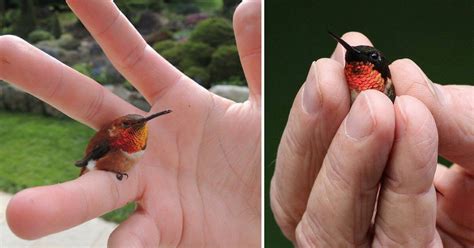 Have A Fascinating Look at the Bee Hummingbird - The World's Smallest Bird