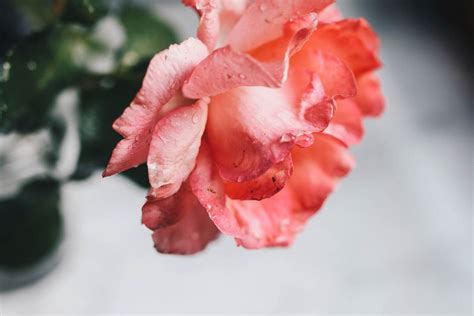 Red rose on white wooden table - Creative Commons Bilder