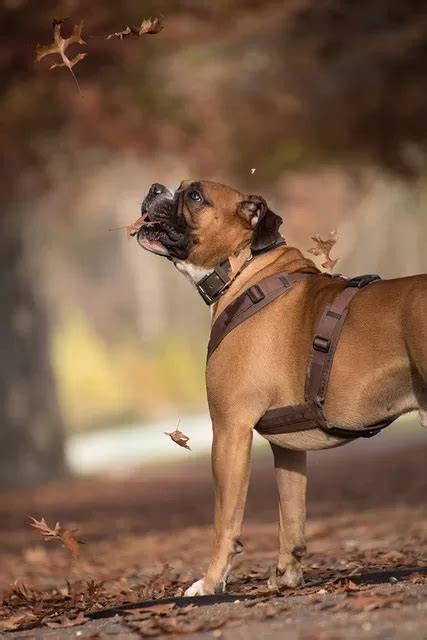 How to select the Best Boxer dog Harness - 5 Key sep% discoverboxerdogs.com